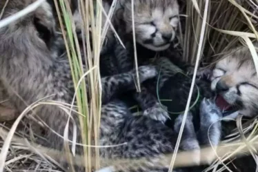 Thriving Legacy: Kuno National Park Welcomes Second Generation of Cheetah Cubs"